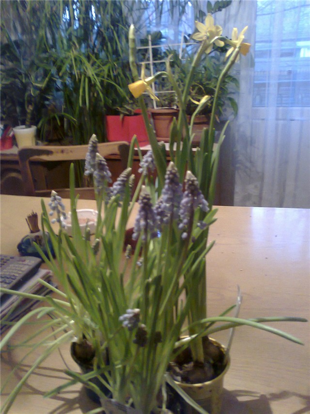 muskari i narcis
